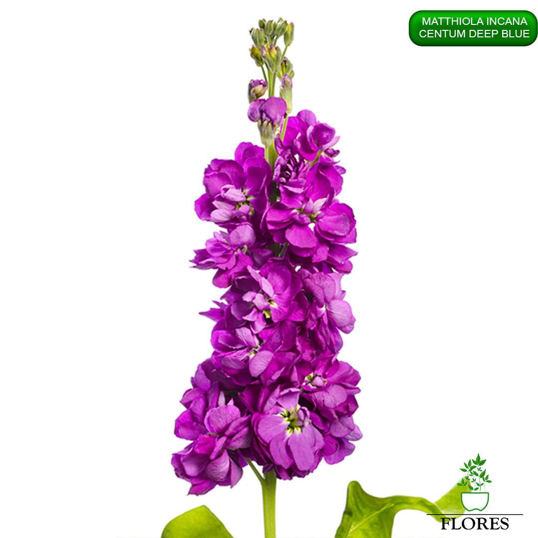 lefkojas,lefkojas vāzē,lefkojas audzēšana,lefkojas sēklas,lefkojas sēj,lefkojas cena,vasaras lefkoja,parastā lefkoja,kā saglabāt lefkojas,kā sēt lefkojas, matiolas,matiolas ziedi,matthiola incana,matthiola seeds,matthiola flower,Matthiola incana Anytime,Matthiola incana Centum,Matthiola incana Iron, kur pirkt lefkojas,lefkojas cena,lefkojas sēklas cena,matiolas sēklas kur pirkt, matiolas sēklas cena, Centum Deep Blue