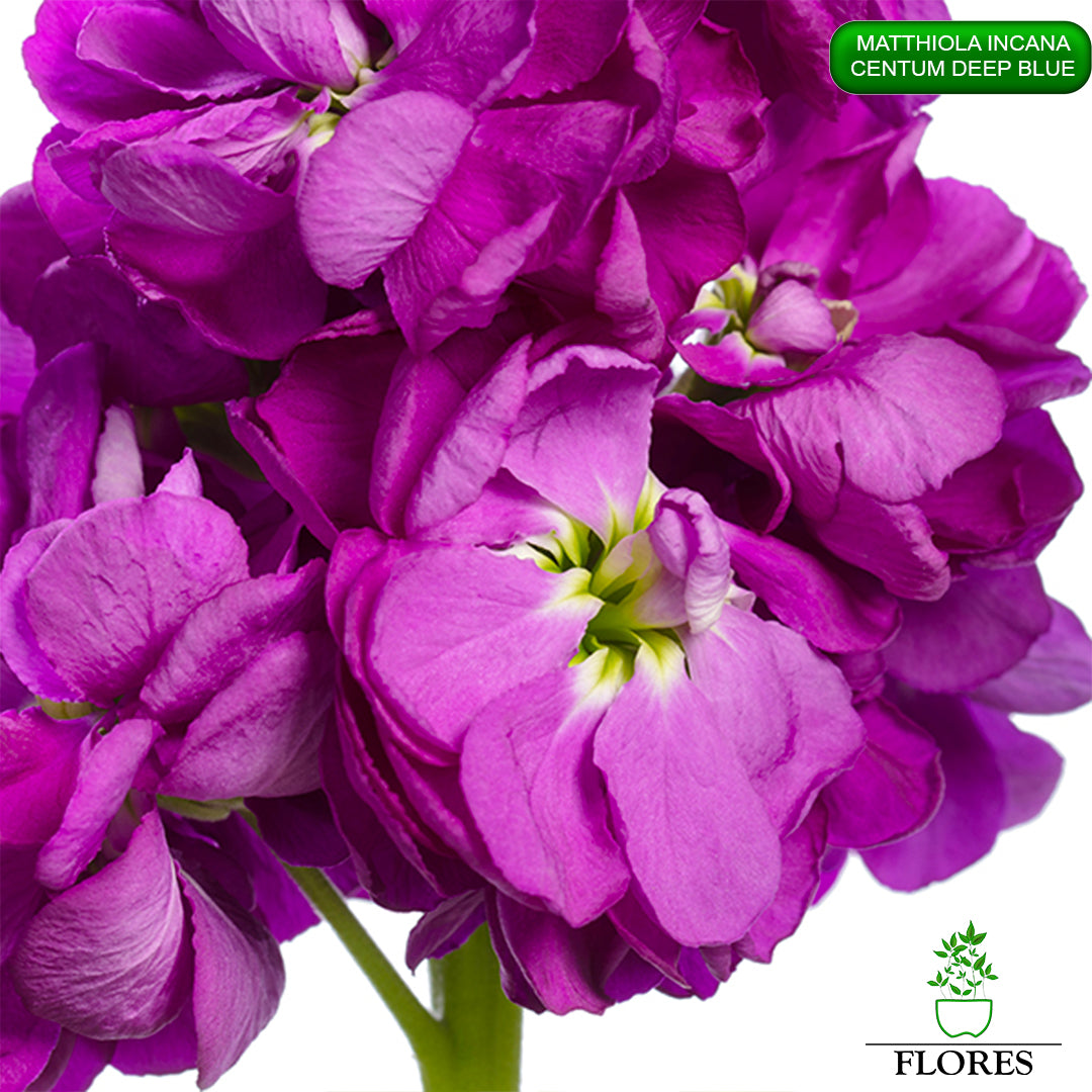 lefkojas,lefkojas vāzē,lefkojas audzēšana,lefkojas sēklas,lefkojas sēj,lefkojas cena,vasaras lefkoja,parastā lefkoja,kā saglabāt lefkojas,kā sēt lefkojas, matiolas,matiolas ziedi,matthiola incana,matthiola seeds,matthiola flower,Matthiola incana Anytime,Matthiola incana Centum,Matthiola incana Iron, kur pirkt lefkojas,lefkojas cena,lefkojas sēklas cena,matiolas sēklas kur pirkt, matiolas sēklas cena, Centum Deep Blue