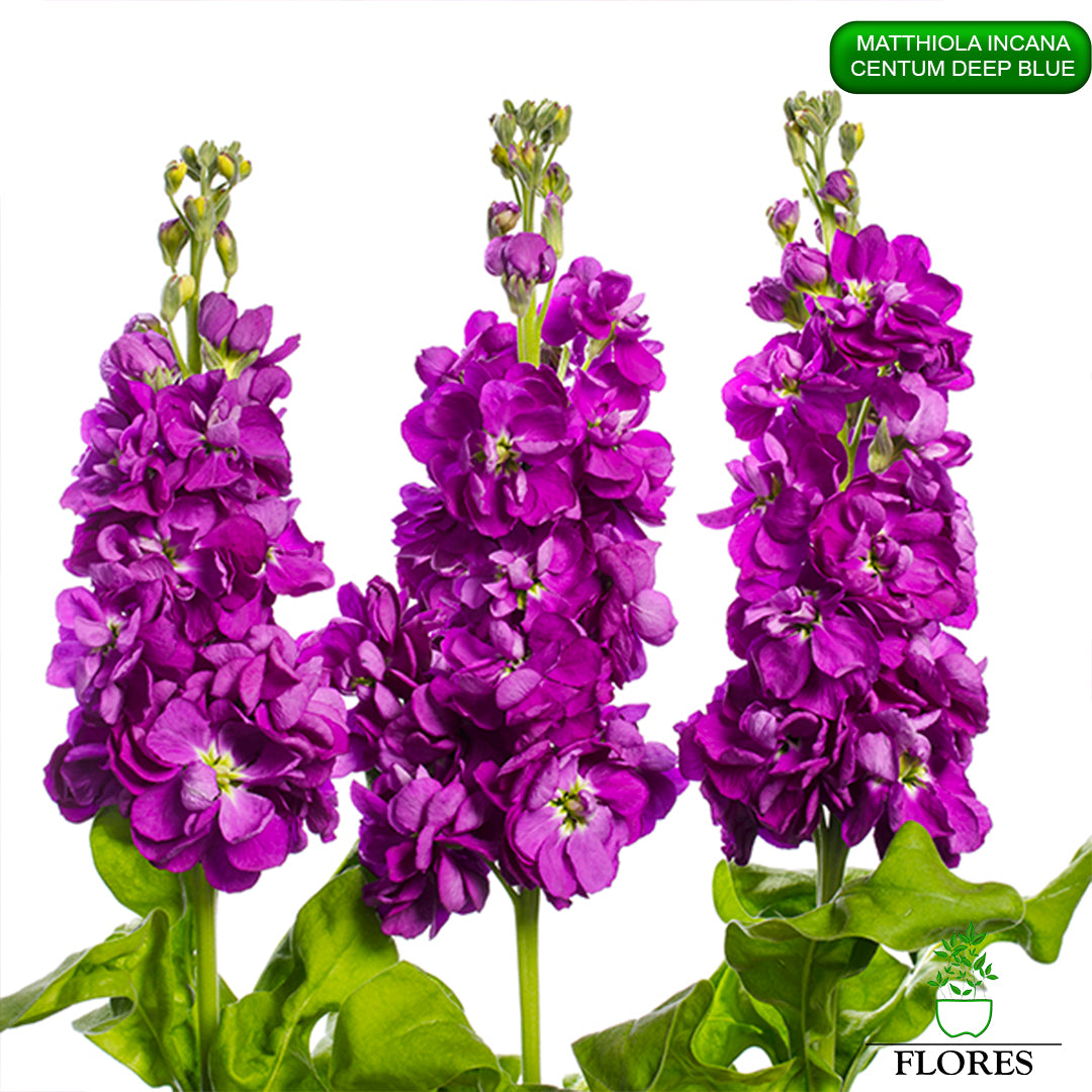 lefkojas,lefkojas vāzē,lefkojas audzēšana,lefkojas sēklas,lefkojas sēj,lefkojas cena,vasaras lefkoja,parastā lefkoja,kā saglabāt lefkojas,kā sēt lefkojas, matiolas,matiolas ziedi,matthiola incana,matthiola seeds,matthiola flower,Matthiola incana Anytime,Matthiola incana Centum,Matthiola incana Iron, kur pirkt lefkojas,lefkojas cena,lefkojas sēklas cena,matiolas sēklas kur pirkt, matiolas sēklas cena, Centum Deep Blue