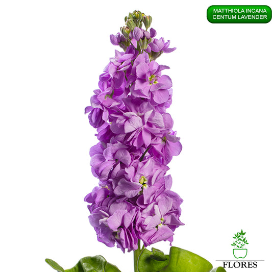 lefkojas,lefkojas vāzē,lefkojas audzēšana,lefkojas sēklas,lefkojas sēj,lefkojas cena,vasaras lefkoja,parastā lefkoja,kā saglabāt lefkojas,kā sēt lefkojas, matiolas,matiolas ziedi,matthiola incana,matthiola seeds,matthiola flower,Matthiola incana Anytime,Matthiola incana Centum,Matthiola incana Iron, kur pirkt lefkojas,lefkojas cena,lefkojas sēklas cena,matiolas sēklas kur pirkt, matiolas sēklas cena, Centum Lavender