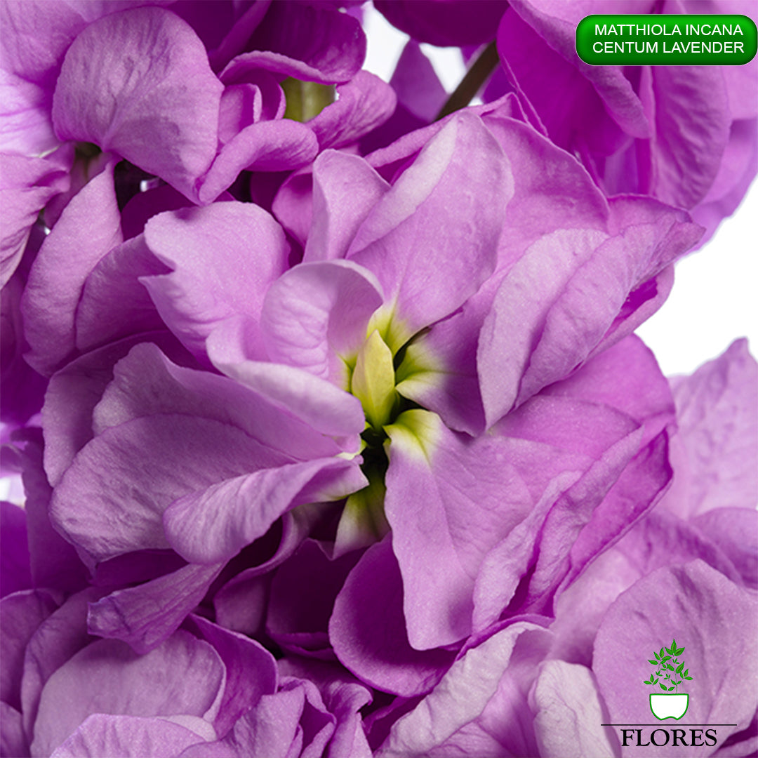 lefkojas,lefkojas vāzē,lefkojas audzēšana,lefkojas sēklas,lefkojas sēj,lefkojas cena,vasaras lefkoja,parastā lefkoja,kā saglabāt lefkojas,kā sēt lefkojas, matiolas,matiolas ziedi,matthiola incana,matthiola seeds,matthiola flower,Matthiola incana Anytime,Matthiola incana Centum,Matthiola incana Iron, kur pirkt lefkojas,lefkojas cena,lefkojas sēklas cena,matiolas sēklas kur pirkt, matiolas sēklas cena, Centum Lavender