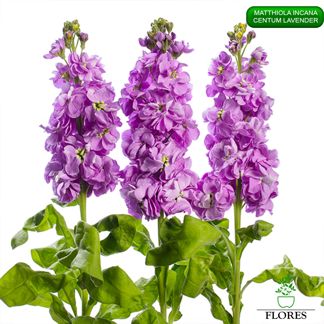 lefkojas,lefkojas vāzē,lefkojas audzēšana,lefkojas sēklas,lefkojas sēj,lefkojas cena,vasaras lefkoja,parastā lefkoja,kā saglabāt lefkojas,kā sēt lefkojas, matiolas,matiolas ziedi,matthiola incana,matthiola seeds,matthiola flower,Matthiola incana Anytime,Matthiola incana Centum,Matthiola incana Iron, kur pirkt lefkojas,lefkojas cena,lefkojas sēklas cena,matiolas sēklas kur pirkt, matiolas sēklas cena, Centum Lavender