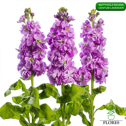 lefkojas,lefkojas vāzē,lefkojas audzēšana,lefkojas sēklas,lefkojas sēj,lefkojas cena,vasaras lefkoja,parastā lefkoja,kā saglabāt lefkojas,kā sēt lefkojas, matiolas,matiolas ziedi,matthiola incana,matthiola seeds,matthiola flower,Matthiola incana Anytime,Matthiola incana Centum,Matthiola incana Iron, kur pirkt lefkojas,lefkojas cena,lefkojas sēklas cena,matiolas sēklas kur pirkt, matiolas sēklas cena, Centum Lavender