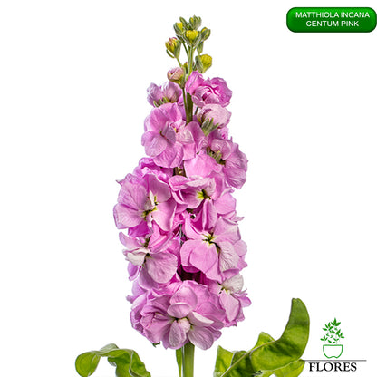 lefkojas,lefkojas vāzē,lefkojas audzēšana,lefkojas sēklas,lefkojas sēj,lefkojas cena,vasaras lefkoja,parastā lefkoja,kā saglabāt lefkojas,kā sēt lefkojas, matiolas,matiolas ziedi,matthiola incana,matthiola seeds,matthiola flower,Matthiola incana Anytime,Matthiola incana Centum,Matthiola incana Iron, kur pirkt lefkojas,lefkojas cena,lefkojas sēklas cena,matiolas sēklas kur pirkt, matiolas sēklas cena, Centum Pink