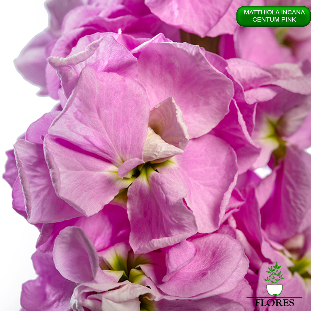 lefkojas,lefkojas vāzē,lefkojas audzēšana,lefkojas sēklas,lefkojas sēj,lefkojas cena,vasaras lefkoja,parastā lefkoja,kā saglabāt lefkojas,kā sēt lefkojas, matiolas,matiolas ziedi,matthiola incana,matthiola seeds,matthiola flower,Matthiola incana Anytime,Matthiola incana Centum,Matthiola incana Iron, kur pirkt lefkojas,lefkojas cena,lefkojas sēklas cena,matiolas sēklas kur pirkt, matiolas sēklas cena, Centum Pink