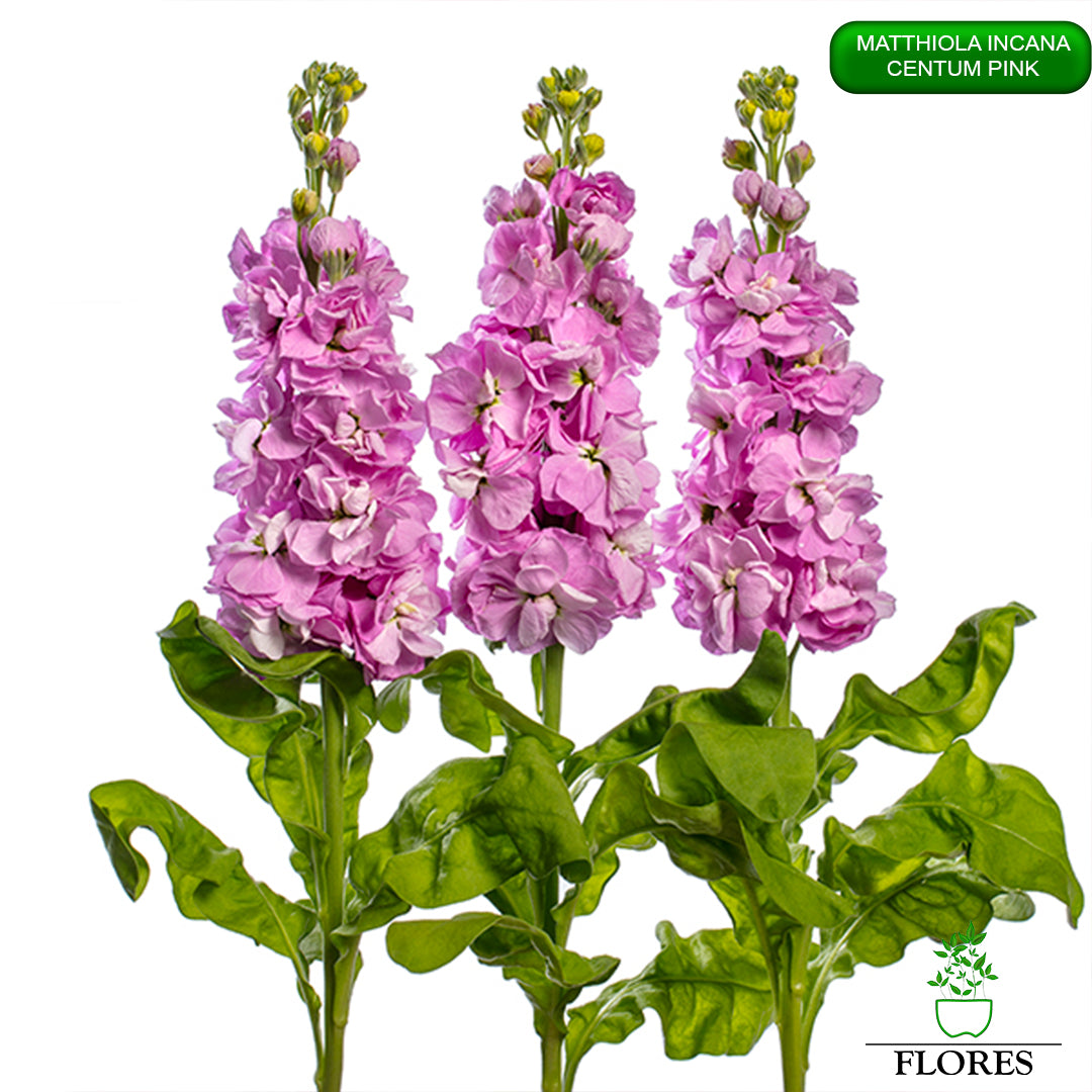 lefkojas,lefkojas vāzē,lefkojas audzēšana,lefkojas sēklas,lefkojas sēj,lefkojas cena,vasaras lefkoja,parastā lefkoja,kā saglabāt lefkojas,kā sēt lefkojas, matiolas,matiolas ziedi,matthiola incana,matthiola seeds,matthiola flower,Matthiola incana Anytime,Matthiola incana Centum,Matthiola incana Iron, kur pirkt lefkojas,lefkojas cena,lefkojas sēklas cena,matiolas sēklas kur pirkt, matiolas sēklas cena, Centum Pink