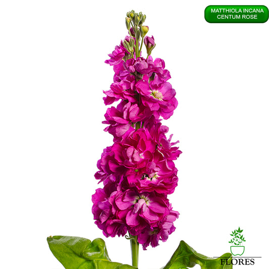 lefkojas,lefkojas vāzē,lefkojas audzēšana,lefkojas sēklas,lefkojas sēj,lefkojas cena,vasaras lefkoja,parastā lefkoja,kā saglabāt lefkojas,kā sēt lefkojas, matiolas,matiolas ziedi,matthiola incana,matthiola seeds,matthiola flower,Matthiola incana Anytime,Matthiola incana Centum,Matthiola incana Iron, kur pirkt lefkojas,lefkojas cena,lefkojas sēklas cena,matiolas sēklas kur pirkt, matiolas sēklas cena, Centum rose