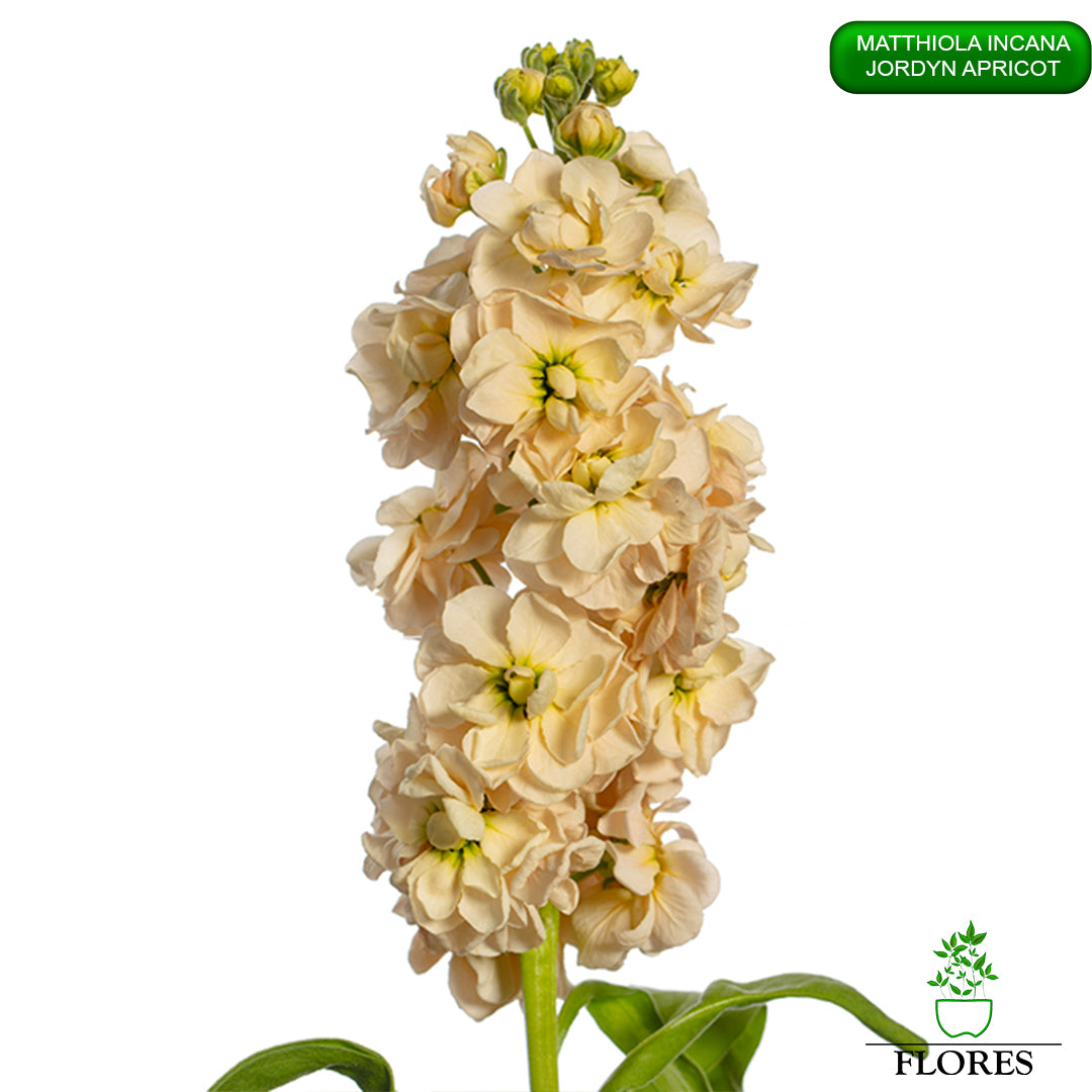 lefkojas,lefkojas vāzē,lefkojas audzēšana,lefkojas sēklas,lefkojas sēj,lefkojas cena,vasaras lefkoja,parastā lefkoja,kā saglabāt lefkojas,kā sēt lefkojas, matiolas,matiolas ziedi,matthiola incana,matthiola seeds,matthiola flower,Matthiola incana Anytime,Matthiola incana Centum,Matthiola incana Iron, kur pirkt lefkojas,lefkojas cena,lefkojas sēklas cena,matiolas sēklas kur pirkt, matiolas sēklas cena, jordyn apricot, matthiola incana jordyn apricot