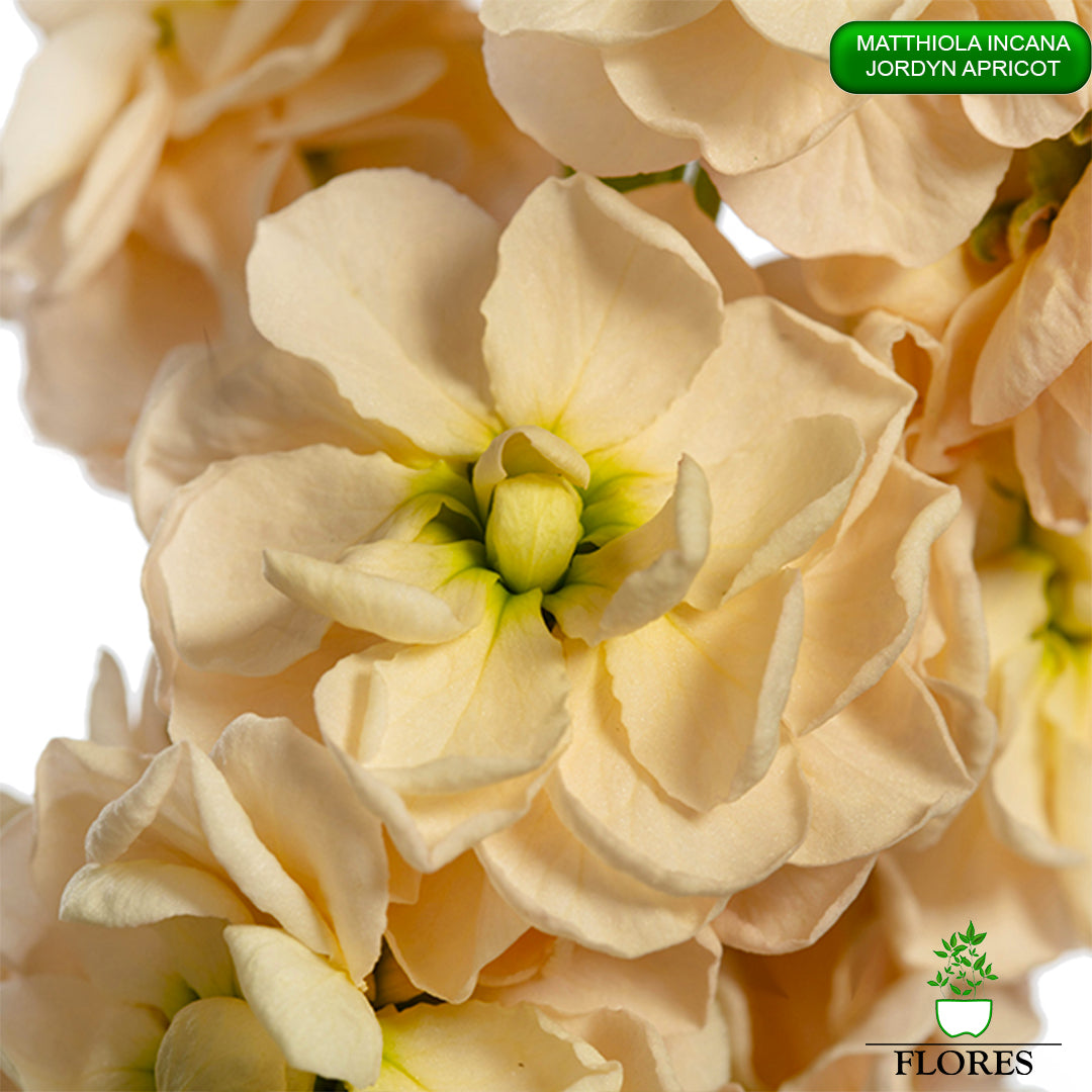 lefkojas,lefkojas vāzē,lefkojas audzēšana,lefkojas sēklas,lefkojas sēj,lefkojas cena,vasaras lefkoja,parastā lefkoja,kā saglabāt lefkojas,kā sēt lefkojas, matiolas,matiolas ziedi,matthiola incana,matthiola seeds,matthiola flower,Matthiola incana Anytime,Matthiola incana Centum,Matthiola incana Iron, kur pirkt lefkojas,lefkojas cena,lefkojas sēklas cena,matiolas sēklas kur pirkt, matiolas sēklas cena, jordyn apricot, matthiola incana jordyn apricot