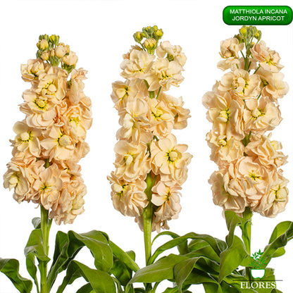 lefkojas,lefkojas vāzē,lefkojas audzēšana,lefkojas sēklas,lefkojas sēj,lefkojas cena,vasaras lefkoja,parastā lefkoja,kā saglabāt lefkojas,kā sēt lefkojas, matiolas,matiolas ziedi,matthiola incana,matthiola seeds,matthiola flower,Matthiola incana Anytime,Matthiola incana Centum,Matthiola incana Iron, kur pirkt lefkojas,lefkojas cena,lefkojas sēklas cena,matiolas sēklas kur pirkt, matiolas sēklas cena, jordyn apricot, matthiola incana jordyn apricot