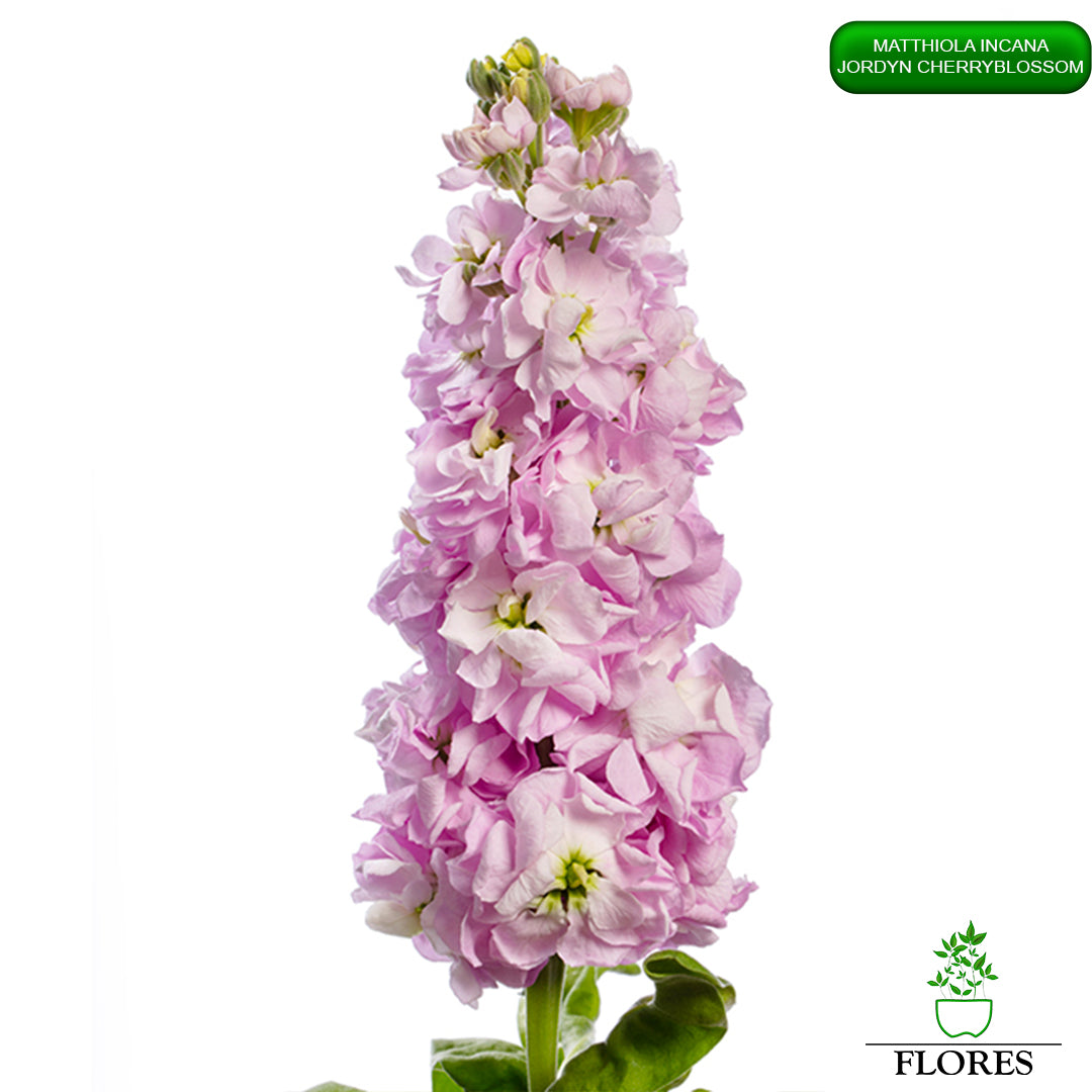 lefkojas,lefkojas vāzē,lefkojas audzēšana,lefkojas sēklas,lefkojas sēj,lefkojas cena,vasaras lefkoja,parastā lefkoja,kā saglabāt lefkojas,kā sēt lefkojas, matiolas,matiolas ziedi,matthiola incana,matthiola seeds,matthiola flower,Matthiola incana Anytime,Matthiola incana Centum,Matthiola incana Iron, kur pirkt lefkojas,lefkojas cena,lefkojas sēklas cena,matiolas sēklas kur pirkt, matiolas sēklas cena, jordyn cherryblossom, matthiola incana jordyn cherryblossom