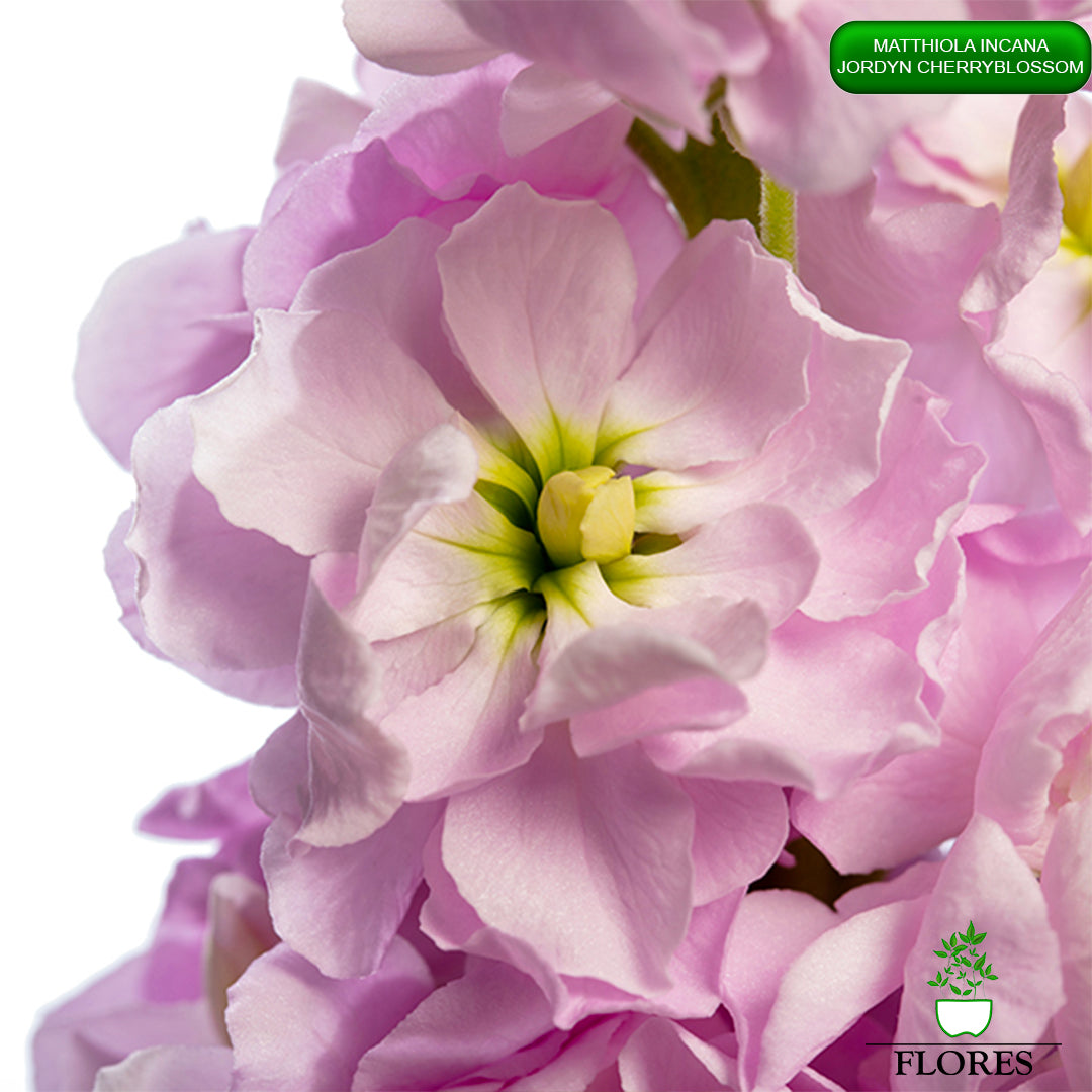 lefkojas,lefkojas vāzē,lefkojas audzēšana,lefkojas sēklas,lefkojas sēj,lefkojas cena,vasaras lefkoja,parastā lefkoja,kā saglabāt lefkojas,kā sēt lefkojas, matiolas,matiolas ziedi,matthiola incana,matthiola seeds,matthiola flower,Matthiola incana Anytime,Matthiola incana Centum,Matthiola incana Iron, kur pirkt lefkojas,lefkojas cena,lefkojas sēklas cena,matiolas sēklas kur pirkt, matiolas sēklas cena, jordyn cherryblossom, matthiola incana jordyn cherryblossom