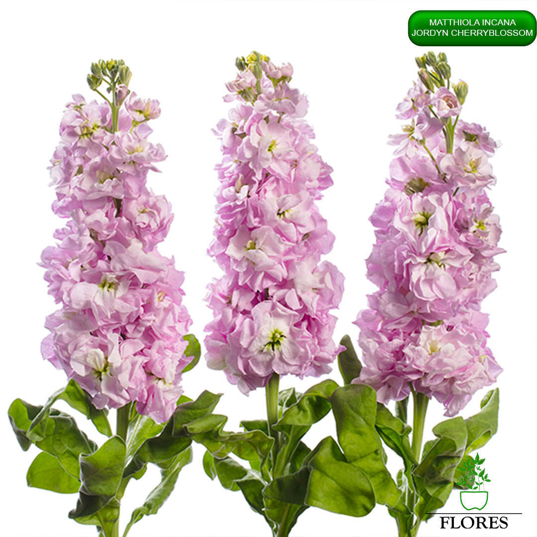 lefkojas,lefkojas vāzē,lefkojas audzēšana,lefkojas sēklas,lefkojas sēj,lefkojas cena,vasaras lefkoja,parastā lefkoja,kā saglabāt lefkojas,kā sēt lefkojas, matiolas,matiolas ziedi,matthiola incana,matthiola seeds,matthiola flower,Matthiola incana Anytime,Matthiola incana Centum,Matthiola incana Iron, kur pirkt lefkojas,lefkojas cena,lefkojas sēklas cena,matiolas sēklas kur pirkt, matiolas sēklas cena, jordyn cherryblossom, matthiola incana jordyn cherryblossom