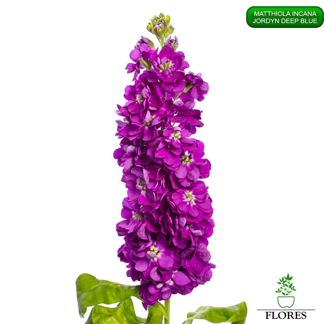 lefkojas,lefkojas vāzē,lefkojas audzēšana,lefkojas sēklas,lefkojas sēj,lefkojas cena,vasaras lefkoja,parastā lefkoja,kā saglabāt lefkojas,kā sēt lefkojas, matiolas,matiolas ziedi,matthiola incana,matthiola seeds,matthiola flower,Matthiola incana Anytime,Matthiola incana Centum,Matthiola incana Iron, kur pirkt lefkojas,lefkojas cena,lefkojas sēklas cena,matiolas sēklas kur pirkt, matiolas sēklas cena, jordyn deep blue, matthiola incana jordyn deep blue