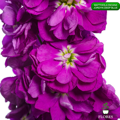 lefkojas,lefkojas vāzē,lefkojas audzēšana,lefkojas sēklas,lefkojas sēj,lefkojas cena,vasaras lefkoja,parastā lefkoja,kā saglabāt lefkojas,kā sēt lefkojas, matiolas,matiolas ziedi,matthiola incana,matthiola seeds,matthiola flower,Matthiola incana Anytime,Matthiola incana Centum,Matthiola incana Iron, kur pirkt lefkojas,lefkojas cena,lefkojas sēklas cena,matiolas sēklas kur pirkt, matiolas sēklas cena, jordyn deep blue, matthiola incana jordyn deep blue