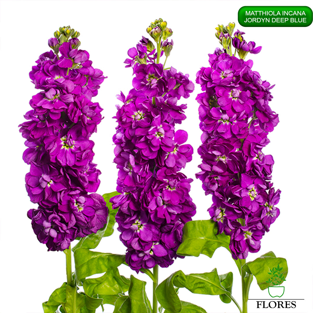 lefkojas,lefkojas vāzē,lefkojas audzēšana,lefkojas sēklas,lefkojas sēj,lefkojas cena,vasaras lefkoja,parastā lefkoja,kā saglabāt lefkojas,kā sēt lefkojas, matiolas,matiolas ziedi,matthiola incana,matthiola seeds,matthiola flower,Matthiola incana Anytime,Matthiola incana Centum,Matthiola incana Iron, kur pirkt lefkojas,lefkojas cena,lefkojas sēklas cena,matiolas sēklas kur pirkt, matiolas sēklas cena, jordyn deep blue, matthiola incana jordyn deep blue