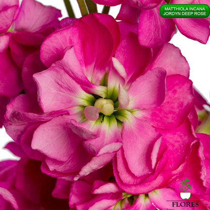 Matthiola Incana Jordyn Deep Rose Sēklas