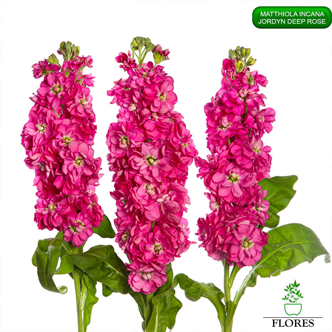 Matthiola Incana Jordyn Deep Rose Sēklas