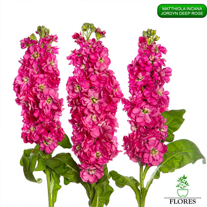 Matthiola Incana Jordyn Deep Rose Sēklas