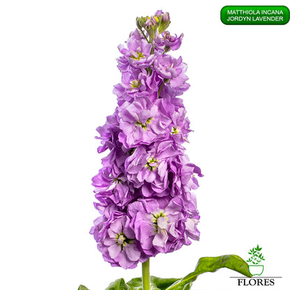 lefkojas,lefkojas vāzē,lefkojas audzēšana,lefkojas sēklas,lefkojas sēj,lefkojas cena,vasaras lefkoja,parastā lefkoja,kā saglabāt lefkojas,kā sēt lefkojas, matiolas,matiolas ziedi,matthiola incana,matthiola seeds,matthiola flower,Matthiola incana Anytime,Matthiola incana Centum,Matthiola incana Iron, kur pirkt lefkojas,lefkojas cena,lefkojas sēklas cena,matiolas sēklas kur pirkt, matiolas sēklas cena, jordyn lavender, matthiola incana jordyn lavender