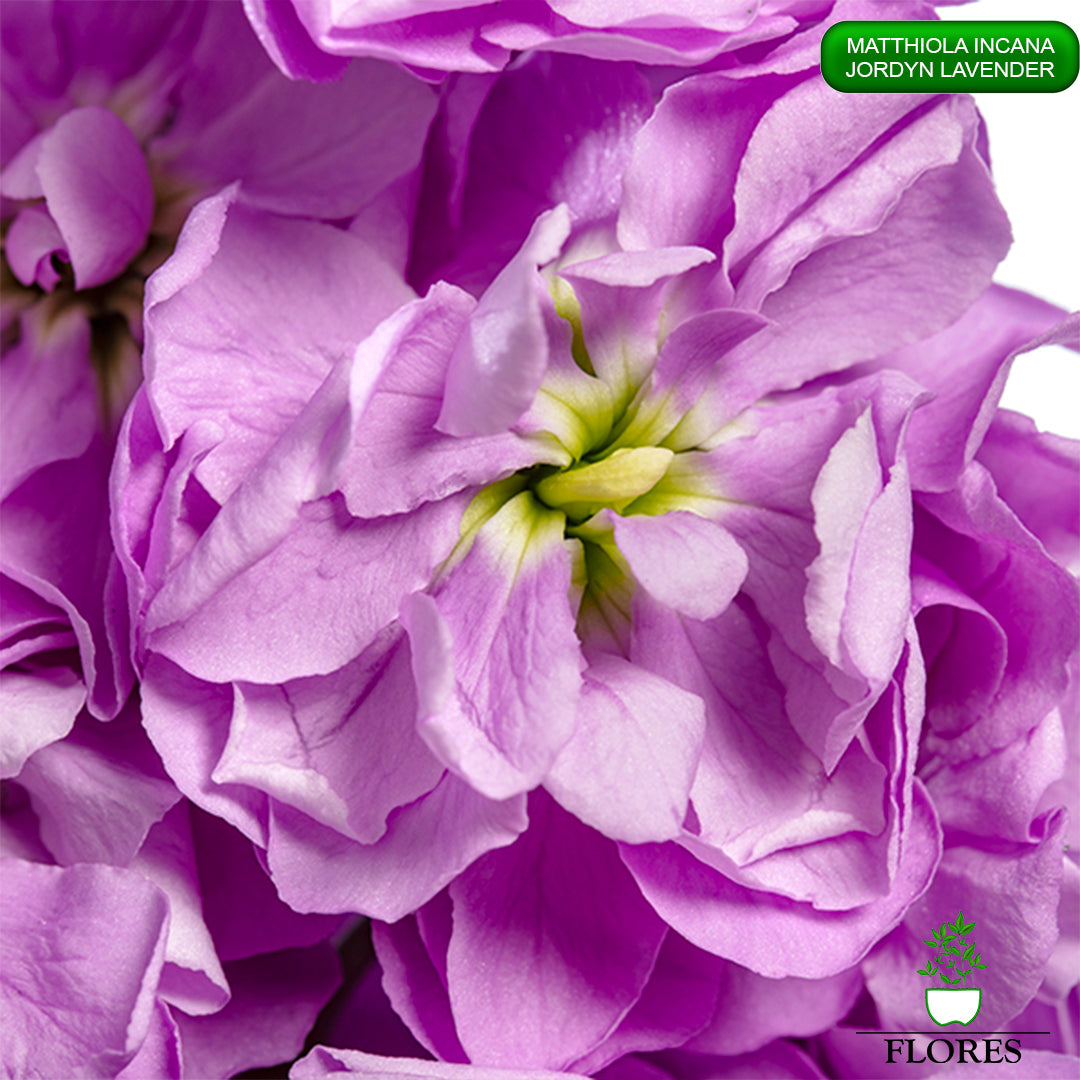 lefkojas,lefkojas vāzē,lefkojas audzēšana,lefkojas sēklas,lefkojas sēj,lefkojas cena,vasaras lefkoja,parastā lefkoja,kā saglabāt lefkojas,kā sēt lefkojas, matiolas,matiolas ziedi,matthiola incana,matthiola seeds,matthiola flower,Matthiola incana Anytime,Matthiola incana Centum,Matthiola incana Iron, kur pirkt lefkojas,lefkojas cena,lefkojas sēklas cena,matiolas sēklas kur pirkt, matiolas sēklas cena, jordyn lavender, matthiola incana jordyn lavender