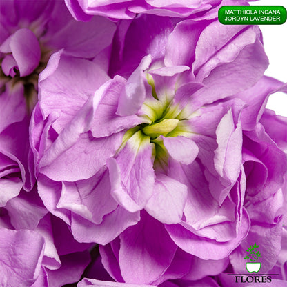 lefkojas,lefkojas vāzē,lefkojas audzēšana,lefkojas sēklas,lefkojas sēj,lefkojas cena,vasaras lefkoja,parastā lefkoja,kā saglabāt lefkojas,kā sēt lefkojas, matiolas,matiolas ziedi,matthiola incana,matthiola seeds,matthiola flower,Matthiola incana Anytime,Matthiola incana Centum,Matthiola incana Iron, kur pirkt lefkojas,lefkojas cena,lefkojas sēklas cena,matiolas sēklas kur pirkt, matiolas sēklas cena, jordyn lavender, matthiola incana jordyn lavender