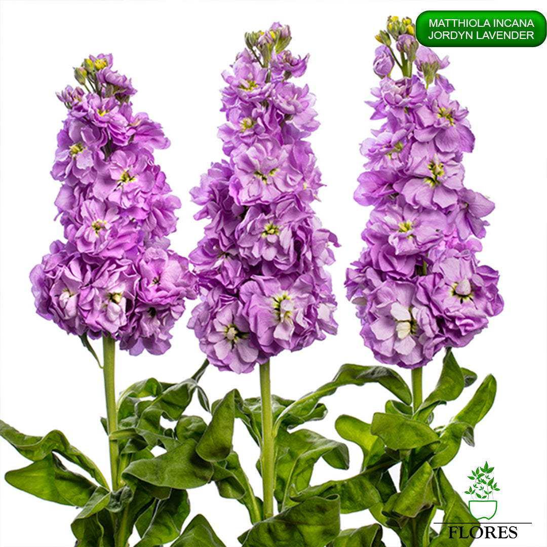 lefkojas,lefkojas vāzē,lefkojas audzēšana,lefkojas sēklas,lefkojas sēj,lefkojas cena,vasaras lefkoja,parastā lefkoja,kā saglabāt lefkojas,kā sēt lefkojas, matiolas,matiolas ziedi,matthiola incana,matthiola seeds,matthiola flower,Matthiola incana Anytime,Matthiola incana Centum,Matthiola incana Iron, kur pirkt lefkojas,lefkojas cena,lefkojas sēklas cena,matiolas sēklas kur pirkt, matiolas sēklas cena, jordyn lavender, matthiola incana jordyn lavender