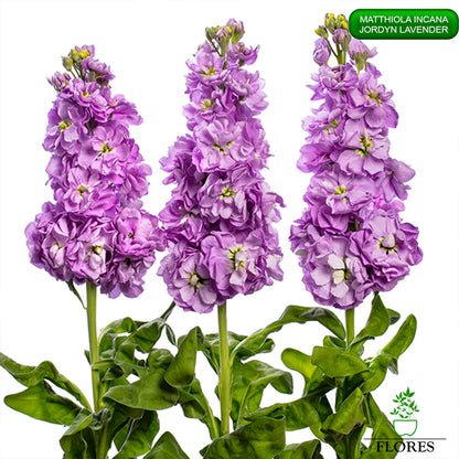 lefkojas,lefkojas vāzē,lefkojas audzēšana,lefkojas sēklas,lefkojas sēj,lefkojas cena,vasaras lefkoja,parastā lefkoja,kā saglabāt lefkojas,kā sēt lefkojas, matiolas,matiolas ziedi,matthiola incana,matthiola seeds,matthiola flower,Matthiola incana Anytime,Matthiola incana Centum,Matthiola incana Iron, kur pirkt lefkojas,lefkojas cena,lefkojas sēklas cena,matiolas sēklas kur pirkt, matiolas sēklas cena, jordyn lavender, matthiola incana jordyn lavender