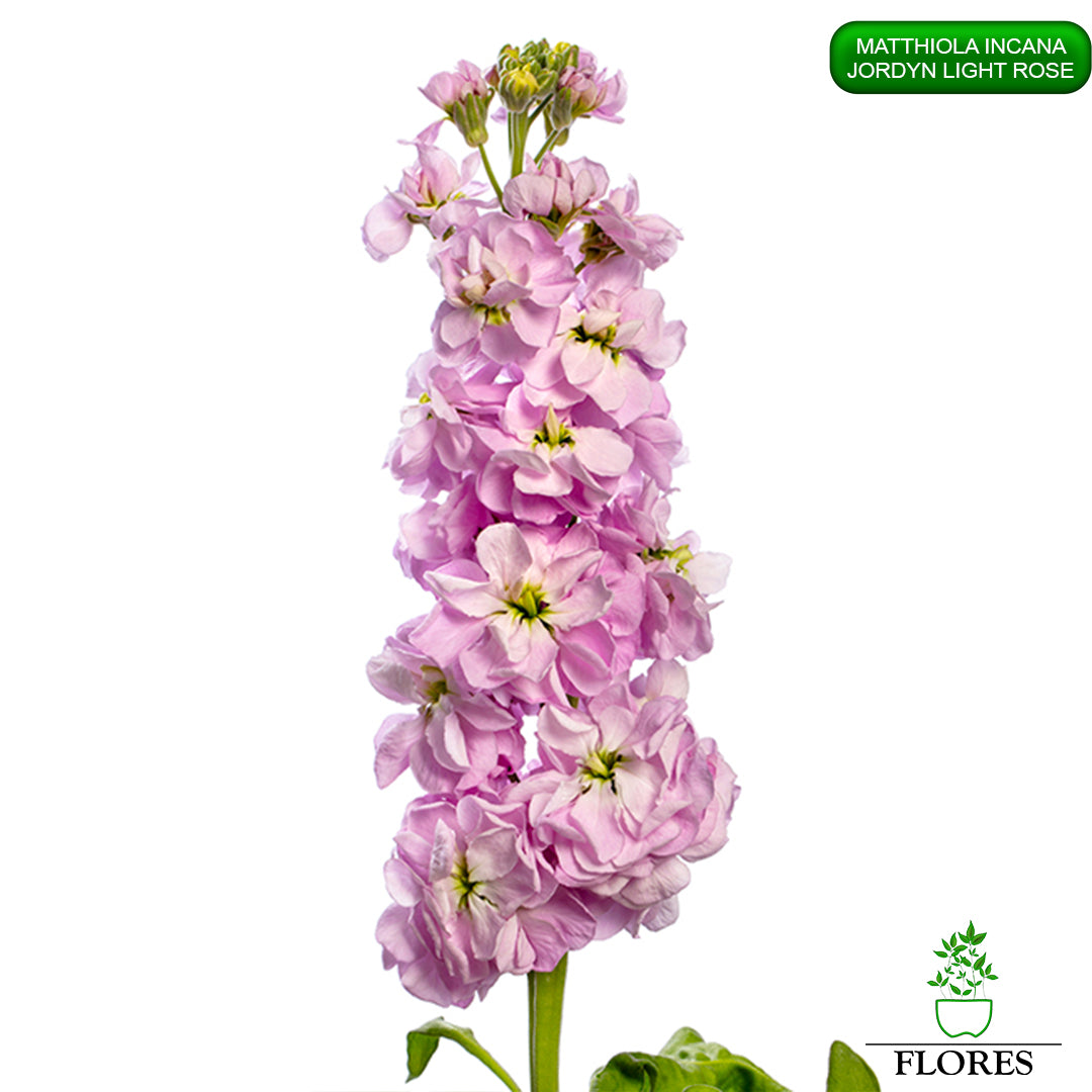 lefkojas,lefkojas vāzē,lefkojas audzēšana,lefkojas sēklas,lefkojas sēj,lefkojas cena,vasaras lefkoja,parastā lefkoja,kā saglabāt lefkojas,kā sēt lefkojas, matiolas,matiolas ziedi,matthiola incana,matthiola seeds,matthiola flower,Matthiola incana Anytime,Matthiola incana Centum,Matthiola incana Iron, kur pirkt lefkojas,lefkojas cena,lefkojas sēklas cena,matiolas sēklas kur pirkt, matiolas sēklas cena, jordyn light rose, matthiola incana jordyn LIGHT ROSE