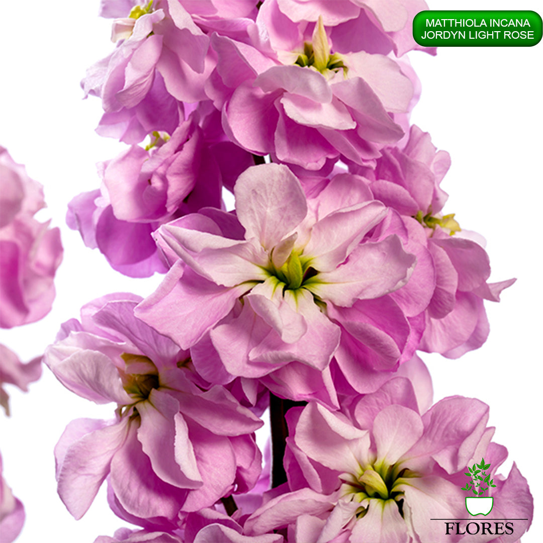 lefkojas,lefkojas vāzē,lefkojas audzēšana,lefkojas sēklas,lefkojas sēj,lefkojas cena,vasaras lefkoja,parastā lefkoja,kā saglabāt lefkojas,kā sēt lefkojas, matiolas,matiolas ziedi,matthiola incana,matthiola seeds,matthiola flower,Matthiola incana Anytime,Matthiola incana Centum,Matthiola incana Iron, kur pirkt lefkojas,lefkojas cena,lefkojas sēklas cena,matiolas sēklas kur pirkt, matiolas sēklas cena, jordyn light rose, matthiola incana jordyn LIGHT ROSE