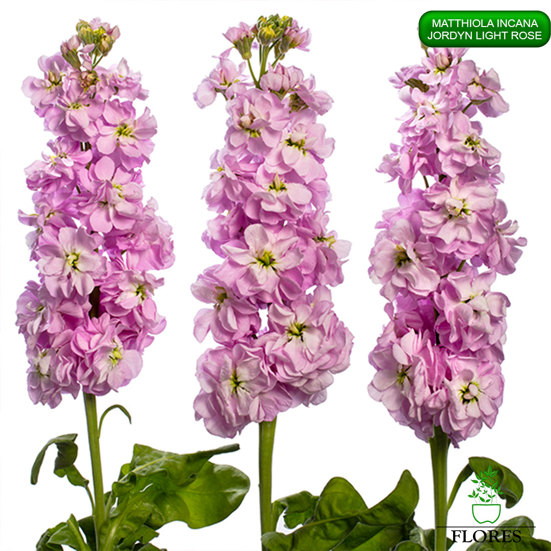 lefkojas,lefkojas vāzē,lefkojas audzēšana,lefkojas sēklas,lefkojas sēj,lefkojas cena,vasaras lefkoja,parastā lefkoja,kā saglabāt lefkojas,kā sēt lefkojas, matiolas,matiolas ziedi,matthiola incana,matthiola seeds,matthiola flower,Matthiola incana Anytime,Matthiola incana Centum,Matthiola incana Iron, kur pirkt lefkojas,lefkojas cena,lefkojas sēklas cena,matiolas sēklas kur pirkt, matiolas sēklas cena, jordyn light rose, matthiola incana jordyn LIGHT ROSE