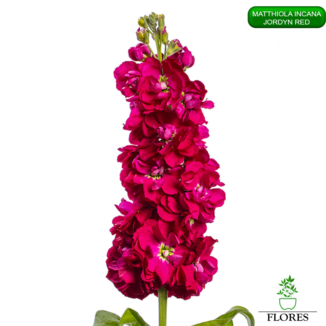 lefkojas,lefkojas vāzē,lefkojas audzēšana,lefkojas sēklas,lefkojas sēj,lefkojas cena,vasaras lefkoja,parastā lefkoja,kā saglabāt lefkojas,kā sēt lefkojas, matiolas,matiolas ziedi,matthiola incana,matthiola seeds,matthiola flower,Matthiola incana Anytime,Matthiola incana Centum,Matthiola incana Iron, kur pirkt lefkojas,lefkojas cena,lefkojas sēklas cena,matiolas sēklas kur pirkt, matiolas sēklas cena, jordyn red, matthiola incana jordyn red