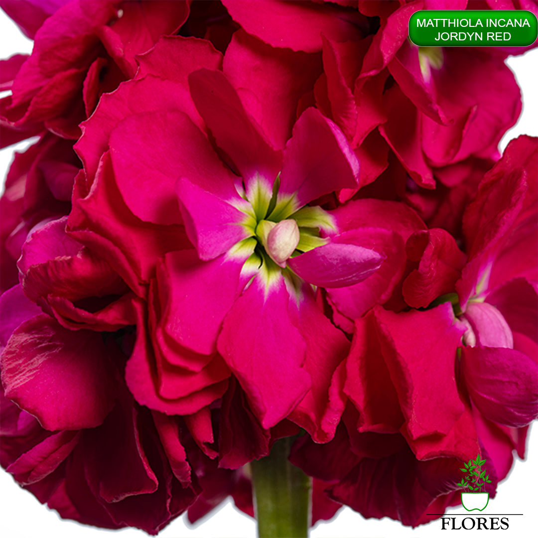 lefkojas,lefkojas vāzē,lefkojas audzēšana,lefkojas sēklas,lefkojas sēj,lefkojas cena,vasaras lefkoja,parastā lefkoja,kā saglabāt lefkojas,kā sēt lefkojas, matiolas,matiolas ziedi,matthiola incana,matthiola seeds,matthiola flower,Matthiola incana Anytime,Matthiola incana Centum,Matthiola incana Iron, kur pirkt lefkojas,lefkojas cena,lefkojas sēklas cena,matiolas sēklas kur pirkt, matiolas sēklas cena, jordyn red, matthiola incana jordyn red