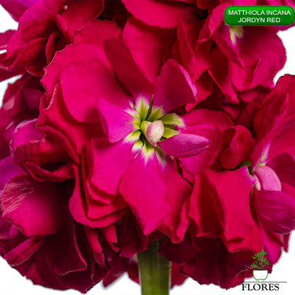 lefkojas,lefkojas vāzē,lefkojas audzēšana,lefkojas sēklas,lefkojas sēj,lefkojas cena,vasaras lefkoja,parastā lefkoja,kā saglabāt lefkojas,kā sēt lefkojas, matiolas,matiolas ziedi,matthiola incana,matthiola seeds,matthiola flower,Matthiola incana Anytime,Matthiola incana Centum,Matthiola incana Iron, kur pirkt lefkojas,lefkojas cena,lefkojas sēklas cena,matiolas sēklas kur pirkt, matiolas sēklas cena, jordyn red, matthiola incana jordyn red