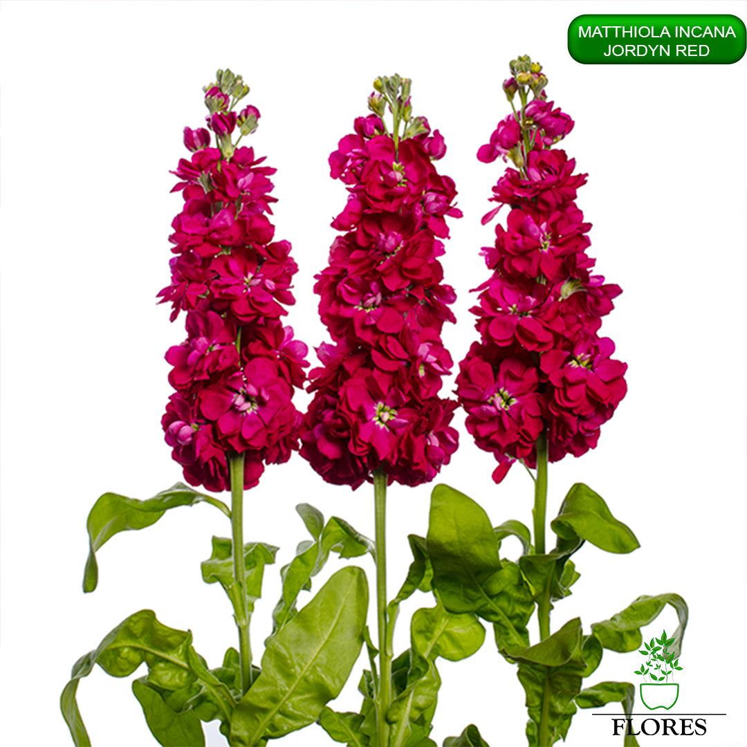 lefkojas,lefkojas vāzē,lefkojas audzēšana,lefkojas sēklas,lefkojas sēj,lefkojas cena,vasaras lefkoja,parastā lefkoja,kā saglabāt lefkojas,kā sēt lefkojas, matiolas,matiolas ziedi,matthiola incana,matthiola seeds,matthiola flower,Matthiola incana Anytime,Matthiola incana Centum,Matthiola incana Iron, kur pirkt lefkojas,lefkojas cena,lefkojas sēklas cena,matiolas sēklas kur pirkt, matiolas sēklas cena, jordyn red, matthiola incana jordyn red