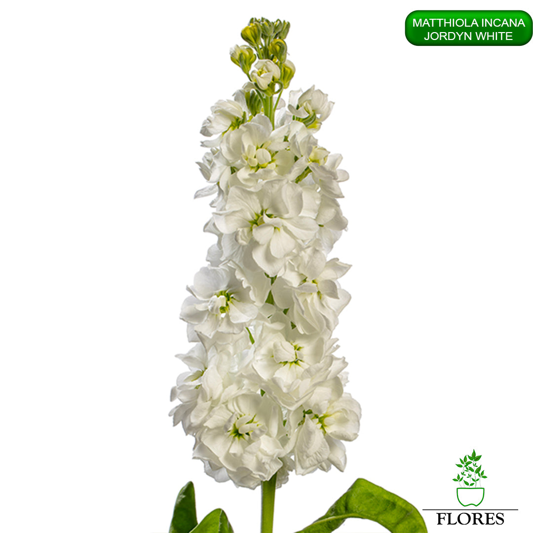 lefkojas,lefkojas vāzē,lefkojas audzēšana,lefkojas sēklas,lefkojas sēj,lefkojas cena,vasaras lefkoja,parastā lefkoja,kā saglabāt lefkojas,kā sēt lefkojas, matiolas,matiolas ziedi,matthiola incana,matthiola seeds,matthiola flower,Matthiola incana Anytime,Matthiola incana Centum,Matthiola incana Iron, kur pirkt lefkojas,lefkojas cena,lefkojas sēklas cena,matiolas sēklas kur pirkt, matiolas sēklas cena, jordyn white, matthiola incana jordyn white