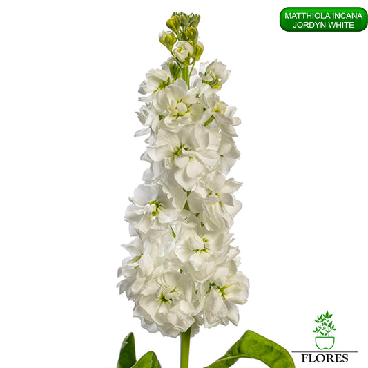 lefkojas,lefkojas vāzē,lefkojas audzēšana,lefkojas sēklas,lefkojas sēj,lefkojas cena,vasaras lefkoja,parastā lefkoja,kā saglabāt lefkojas,kā sēt lefkojas, matiolas,matiolas ziedi,matthiola incana,matthiola seeds,matthiola flower,Matthiola incana Anytime,Matthiola incana Centum,Matthiola incana Iron, kur pirkt lefkojas,lefkojas cena,lefkojas sēklas cena,matiolas sēklas kur pirkt, matiolas sēklas cena, jordyn white, matthiola incana jordyn white