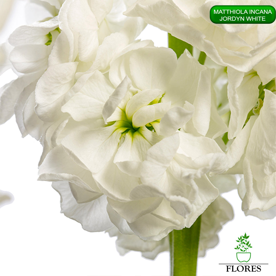 lefkojas,lefkojas vāzē,lefkojas audzēšana,lefkojas sēklas,lefkojas sēj,lefkojas cena,vasaras lefkoja,parastā lefkoja,kā saglabāt lefkojas,kā sēt lefkojas, matiolas,matiolas ziedi,matthiola incana,matthiola seeds,matthiola flower,Matthiola incana Anytime,Matthiola incana Centum,Matthiola incana Iron, kur pirkt lefkojas,lefkojas cena,lefkojas sēklas cena,matiolas sēklas kur pirkt, matiolas sēklas cena, jordyn white, matthiola incana jordyn white