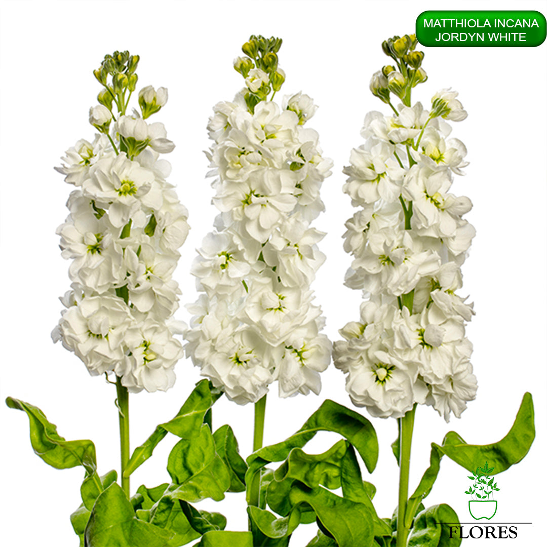 lefkojas,lefkojas vāzē,lefkojas audzēšana,lefkojas sēklas,lefkojas sēj,lefkojas cena,vasaras lefkoja,parastā lefkoja,kā saglabāt lefkojas,kā sēt lefkojas, matiolas,matiolas ziedi,matthiola incana,matthiola seeds,matthiola flower,Matthiola incana Anytime,Matthiola incana Centum,Matthiola incana Iron, kur pirkt lefkojas,lefkojas cena,lefkojas sēklas cena,matiolas sēklas kur pirkt, matiolas sēklas cena, jordyn white, matthiola incana jordyn white