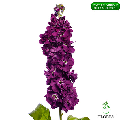 lefkojas,lefkojas vāzē,lefkojas audzēšana,lefkojas sēklas,lefkojas sēj,lefkojas cena,vasaras lefkoja,parastā lefkoja,kā saglabāt lefkojas,kā sēt lefkojas, matiolas,matiolas ziedi,matthiola incana,matthiola seeds,matthiola flower,Matthiola incana Anytime,Matthiola incana Centum,Matthiola incana Iron, kur pirkt lefkojas,lefkojas cena,lefkojas sēklas cena,matiolas sēklas kur pirkt, matiolas sēklas cena, milla aubergine