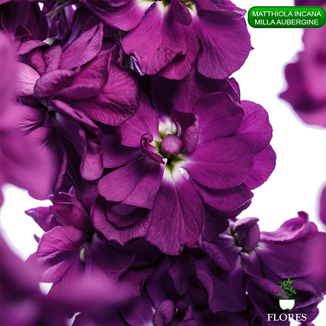 lefkojas,lefkojas vāzē,lefkojas audzēšana,lefkojas sēklas,lefkojas sēj,lefkojas cena,vasaras lefkoja,parastā lefkoja,kā saglabāt lefkojas,kā sēt lefkojas, matiolas,matiolas ziedi,matthiola incana,matthiola seeds,matthiola flower,Matthiola incana Anytime,Matthiola incana Centum,Matthiola incana Iron, kur pirkt lefkojas,lefkojas cena,lefkojas sēklas cena,matiolas sēklas kur pirkt, matiolas sēklas cena, milla aubergine