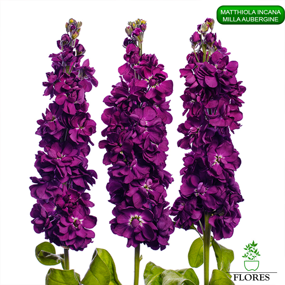 lefkojas,lefkojas vāzē,lefkojas audzēšana,lefkojas sēklas,lefkojas sēj,lefkojas cena,vasaras lefkoja,parastā lefkoja,kā saglabāt lefkojas,kā sēt lefkojas, matiolas,matiolas ziedi,matthiola incana,matthiola seeds,matthiola flower,Matthiola incana Anytime,Matthiola incana Centum,Matthiola incana Iron, kur pirkt lefkojas,lefkojas cena,lefkojas sēklas cena,matiolas sēklas kur pirkt, matiolas sēklas cena, milla aubergine