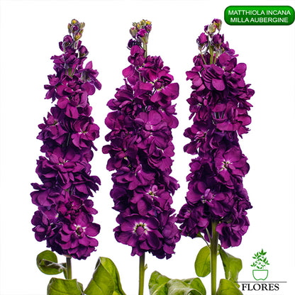 lefkojas,lefkojas vāzē,lefkojas audzēšana,lefkojas sēklas,lefkojas sēj,lefkojas cena,vasaras lefkoja,parastā lefkoja,kā saglabāt lefkojas,kā sēt lefkojas, matiolas,matiolas ziedi,matthiola incana,matthiola seeds,matthiola flower,Matthiola incana Anytime,Matthiola incana Centum,Matthiola incana Iron, kur pirkt lefkojas,lefkojas cena,lefkojas sēklas cena,matiolas sēklas kur pirkt, matiolas sēklas cena, milla aubergine