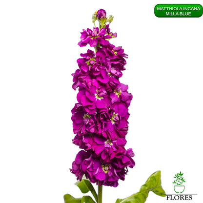 lefkojas,lefkojas vāzē,lefkojas audzēšana,lefkojas sēklas,lefkojas sēj,lefkojas cena,vasaras lefkoja,parastā lefkoja,kā saglabāt lefkojas,kā sēt lefkojas, matiolas,matiolas ziedi,matthiola incana,matthiola seeds,matthiola flower,Matthiola incana Anytime,Matthiola incana Centum,Matthiola incana Iron, kur pirkt lefkojas,lefkojas cena,lefkojas sēklas cena,matiolas sēklas kur pirkt, matiolas sēklas cena, milla blue