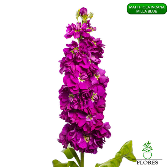 lefkojas,lefkojas vāzē,lefkojas audzēšana,lefkojas sēklas,lefkojas sēj,lefkojas cena,vasaras lefkoja,parastā lefkoja,kā saglabāt lefkojas,kā sēt lefkojas, matiolas,matiolas ziedi,matthiola incana,matthiola seeds,matthiola flower,Matthiola incana Anytime,Matthiola incana Centum,Matthiola incana Iron, kur pirkt lefkojas,lefkojas cena,lefkojas sēklas cena,matiolas sēklas kur pirkt, matiolas sēklas cena, milla blue