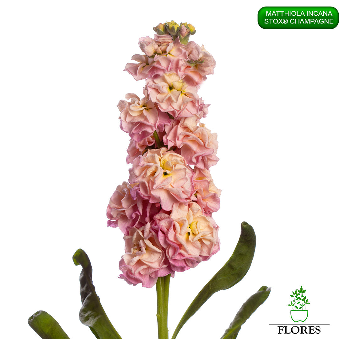 lefkojas,lefkojas vāzē,lefkojas audzēšana,lefkojas sēklas,lefkojas sēj,lefkojas cena,vasaras lefkoja,parastā lefkoja,kā saglabāt lefkojas,kā sēt lefkojas, matiolas,matiolas ziedi,matthiola incana,matthiola seeds,matthiola flower,Matthiola incana Anytime,Matthiola incana Centum,Matthiola incana Iron, kur pirkt lefkojas,lefkojas cena,lefkojas sēklas cena,matiolas sēklas kur pirkt, matiolas sēklas cena, StoX Champagne