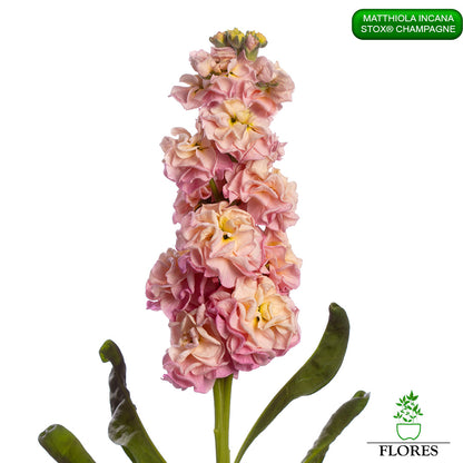 lefkojas,lefkojas vāzē,lefkojas audzēšana,lefkojas sēklas,lefkojas sēj,lefkojas cena,vasaras lefkoja,parastā lefkoja,kā saglabāt lefkojas,kā sēt lefkojas, matiolas,matiolas ziedi,matthiola incana,matthiola seeds,matthiola flower,Matthiola incana Anytime,Matthiola incana Centum,Matthiola incana Iron, kur pirkt lefkojas,lefkojas cena,lefkojas sēklas cena,matiolas sēklas kur pirkt, matiolas sēklas cena, StoX Champagne