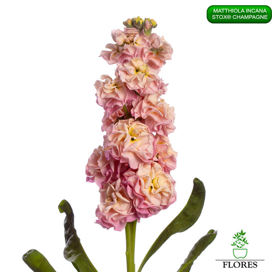 lefkojas,lefkojas vāzē,lefkojas audzēšana,lefkojas sēklas,lefkojas sēj,lefkojas cena,vasaras lefkoja,parastā lefkoja,kā saglabāt lefkojas,kā sēt lefkojas, matiolas,matiolas ziedi,matthiola incana,matthiola seeds,matthiola flower,Matthiola incana Anytime,Matthiola incana Centum,Matthiola incana Iron, kur pirkt lefkojas,lefkojas cena,lefkojas sēklas cena,matiolas sēklas kur pirkt, matiolas sēklas cena, StoX Champagne