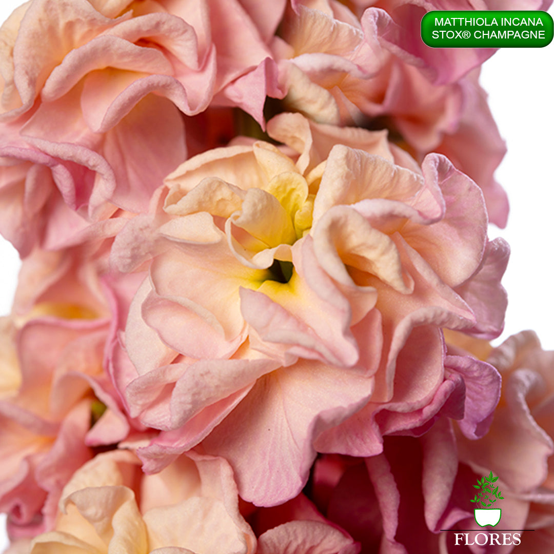 lefkojas,lefkojas vāzē,lefkojas audzēšana,lefkojas sēklas,lefkojas sēj,lefkojas cena,vasaras lefkoja,parastā lefkoja,kā saglabāt lefkojas,kā sēt lefkojas, matiolas,matiolas ziedi,matthiola incana,matthiola seeds,matthiola flower,Matthiola incana Anytime,Matthiola incana Centum,Matthiola incana Iron, kur pirkt lefkojas,lefkojas cena,lefkojas sēklas cena,matiolas sēklas kur pirkt, matiolas sēklas cena, StoX Champagne