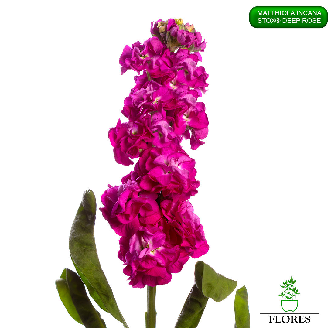 lefkojas,lefkojas vāzē,lefkojas audzēšana,lefkojas sēklas,lefkojas sēj,lefkojas cena,vasaras lefkoja,parastā lefkoja,kā saglabāt lefkojas,kā sēt lefkojas, matiolas,matiolas ziedi,matthiola incana,matthiola seeds,matthiola flower,Matthiola incana Anytime,Matthiola incana Centum,Matthiola incana Iron, kur pirkt lefkojas,lefkojas cena,lefkojas sēklas cena,matiolas sēklas kur pirkt, matiolas sēklas cena, StoX Deep Rose